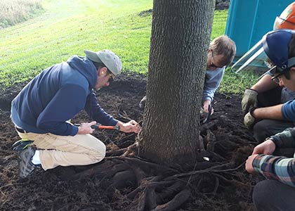 students working with live tree