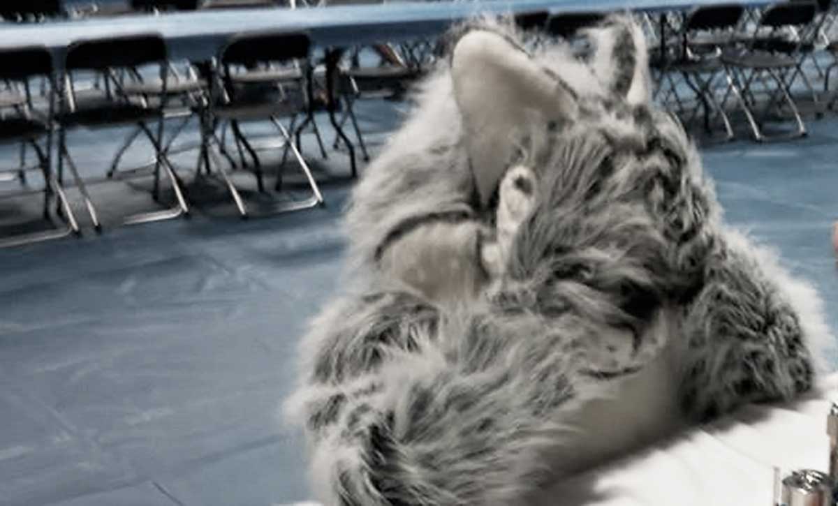 Mascot Wolfie